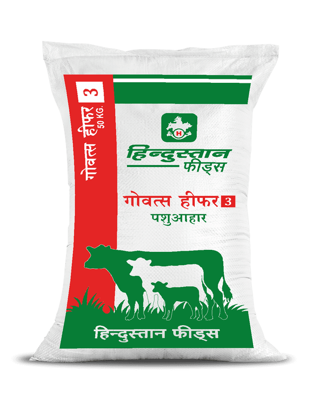 Govatsa Heifer